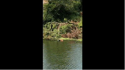 仲恺陈江街道梧村河里惊现浮尸,究竟是怎么回事?