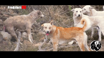 一只落单的狼差点被狗咬死,最后它向头狗求饶才得以逃生