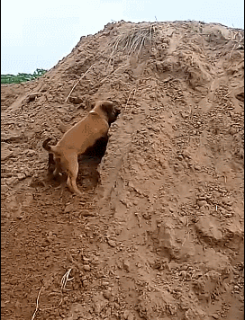 狗狗跳悬崖动图图片