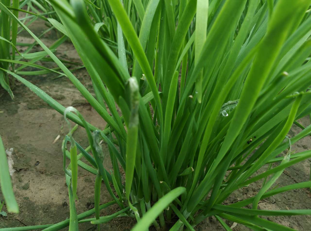 韭菜韭菜含粗纤维较多,且比较坚韧,不易被胃肠消化吸收,能增加大便