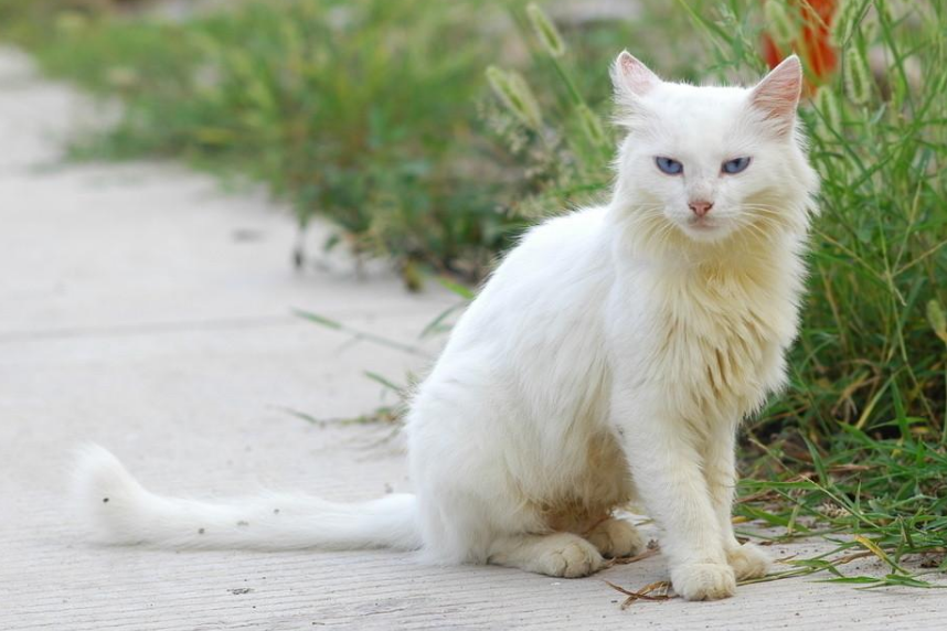 带回一只怀孕的流浪猫生下的小猫咪让人震惊