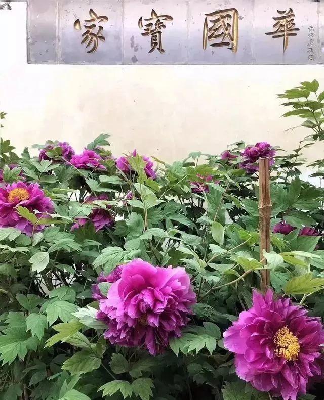 无锡小娄巷154岁牡丹一口气开72朵老外曾专门给它拍纪录片
