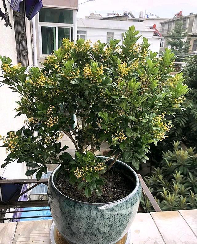 养米兰这点做好叶子不打蔫颜色油绿开花特别多