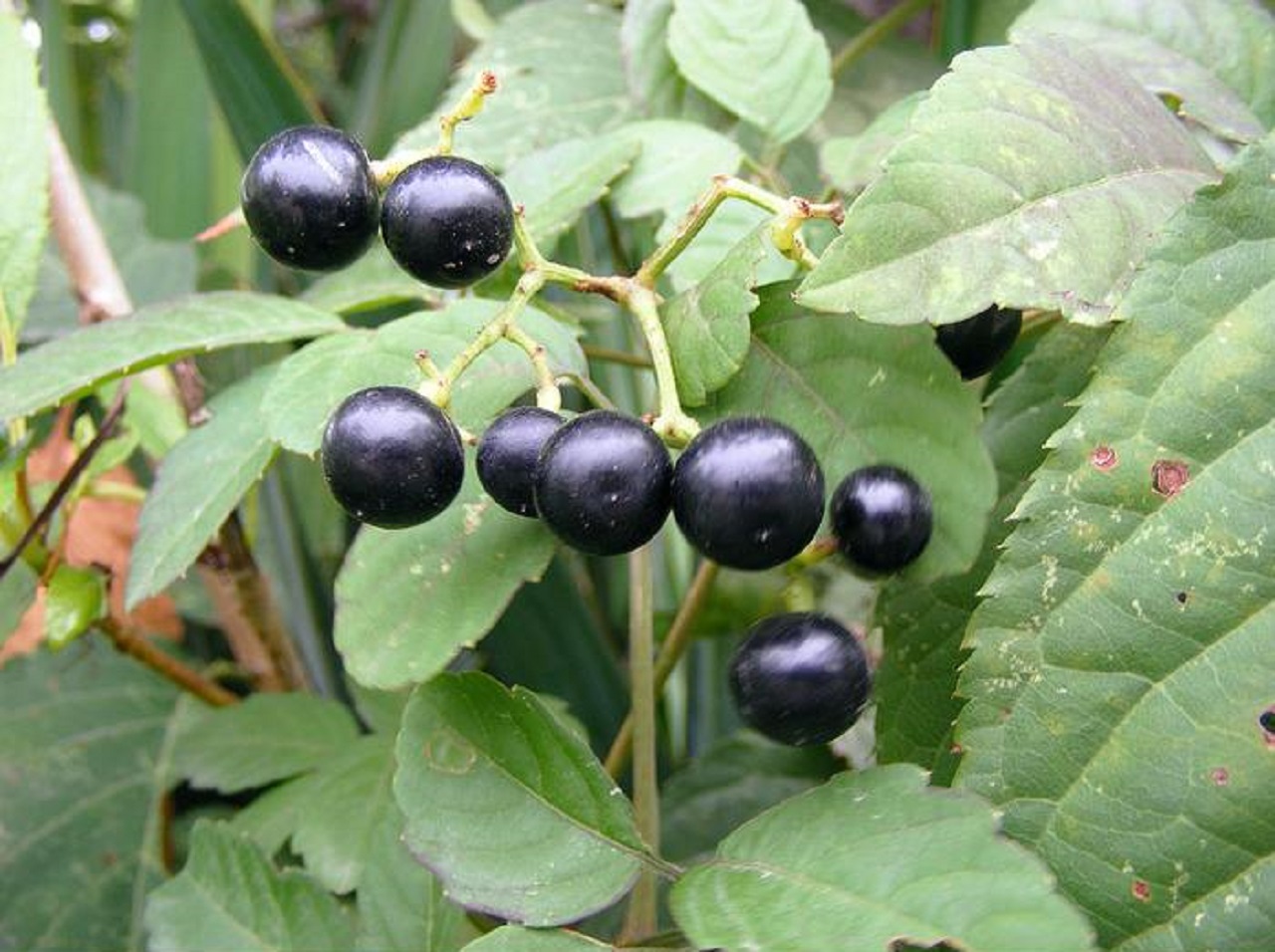 农村地里有一种小黑果,用途原来这么多,不知道太可惜了啊