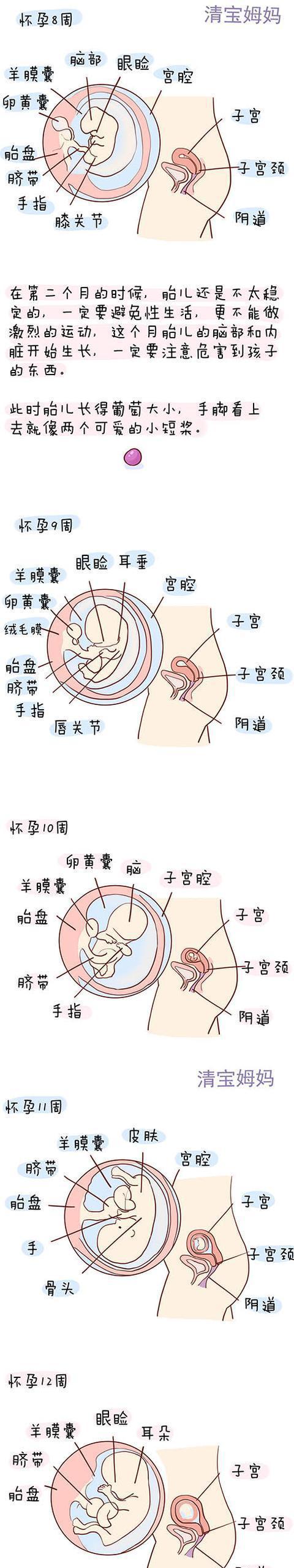 怀孕第1周到40周胎儿发育全程图解