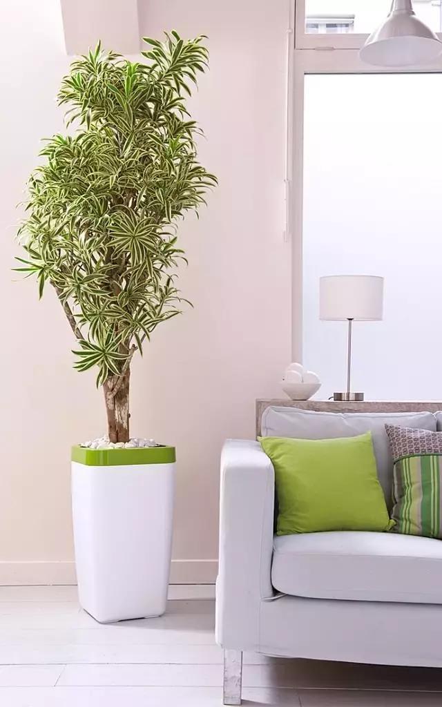 最适合室内养的绿植(最适合室内养的绿植排名) - 123植物网