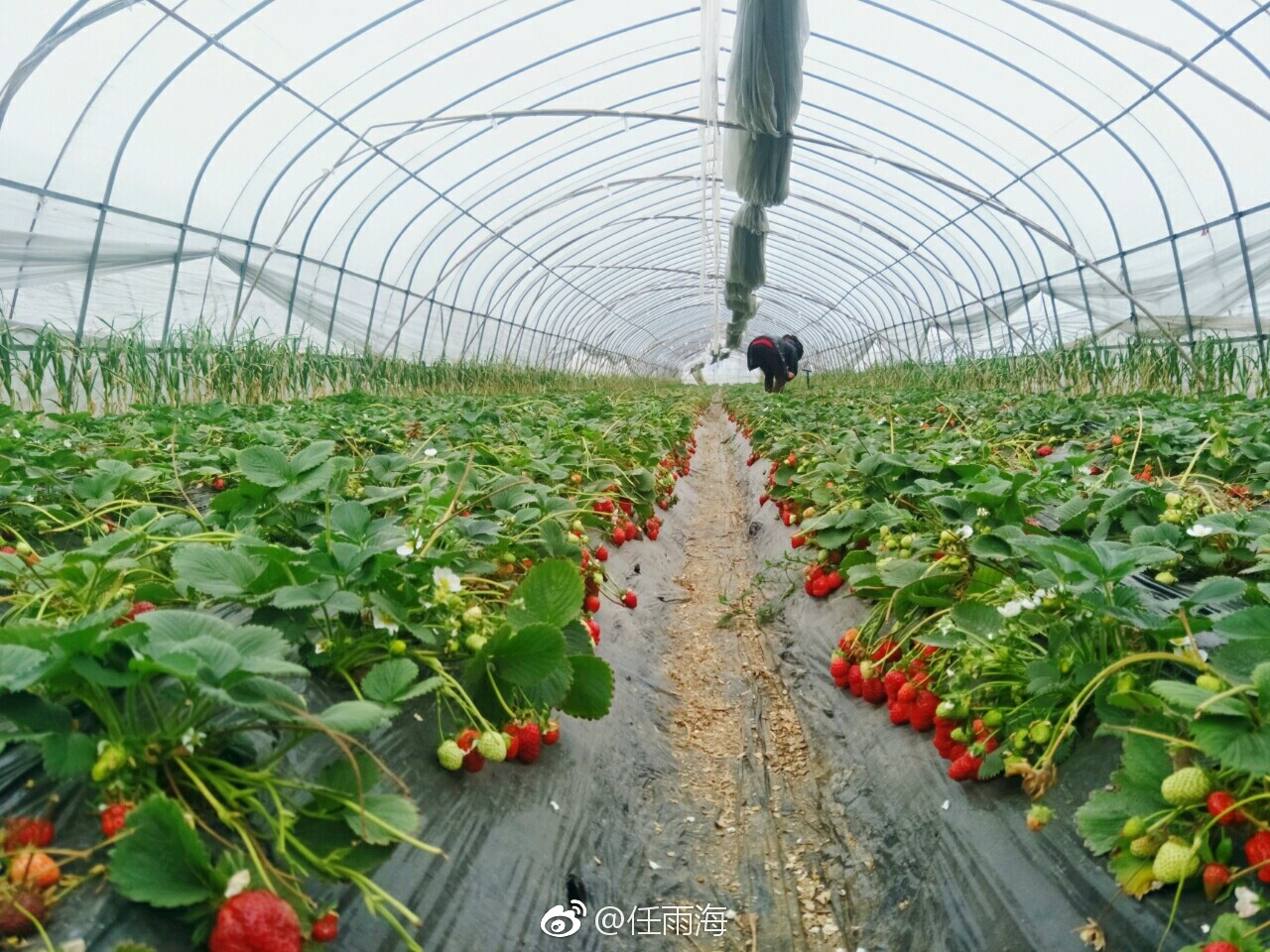 重庆主城草莓采摘园图片