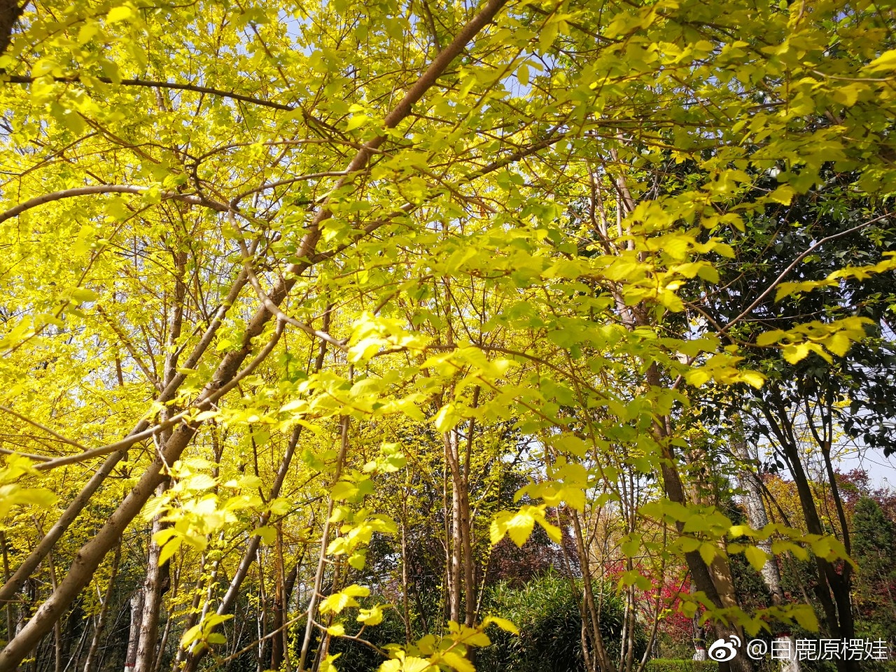 叶子枯黄怎么办 叶子枯黄如何处理