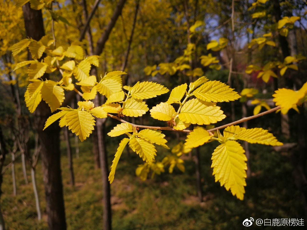 金叶过路黄叶子枯黄怎么办 叶子枯黄如何处理