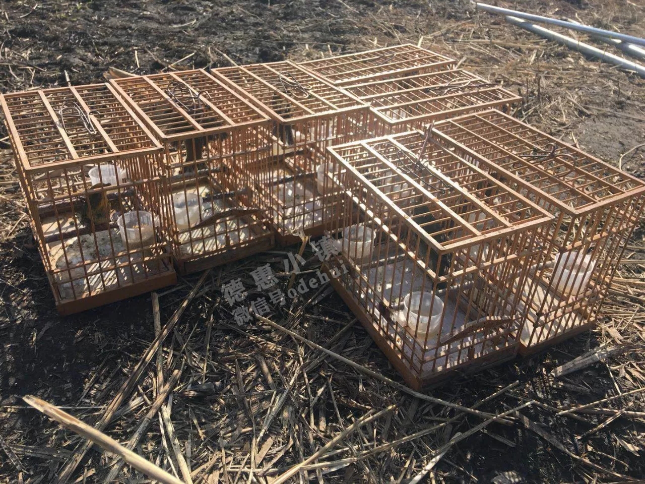 粘网捕鸟,简直是毁灭者杀害