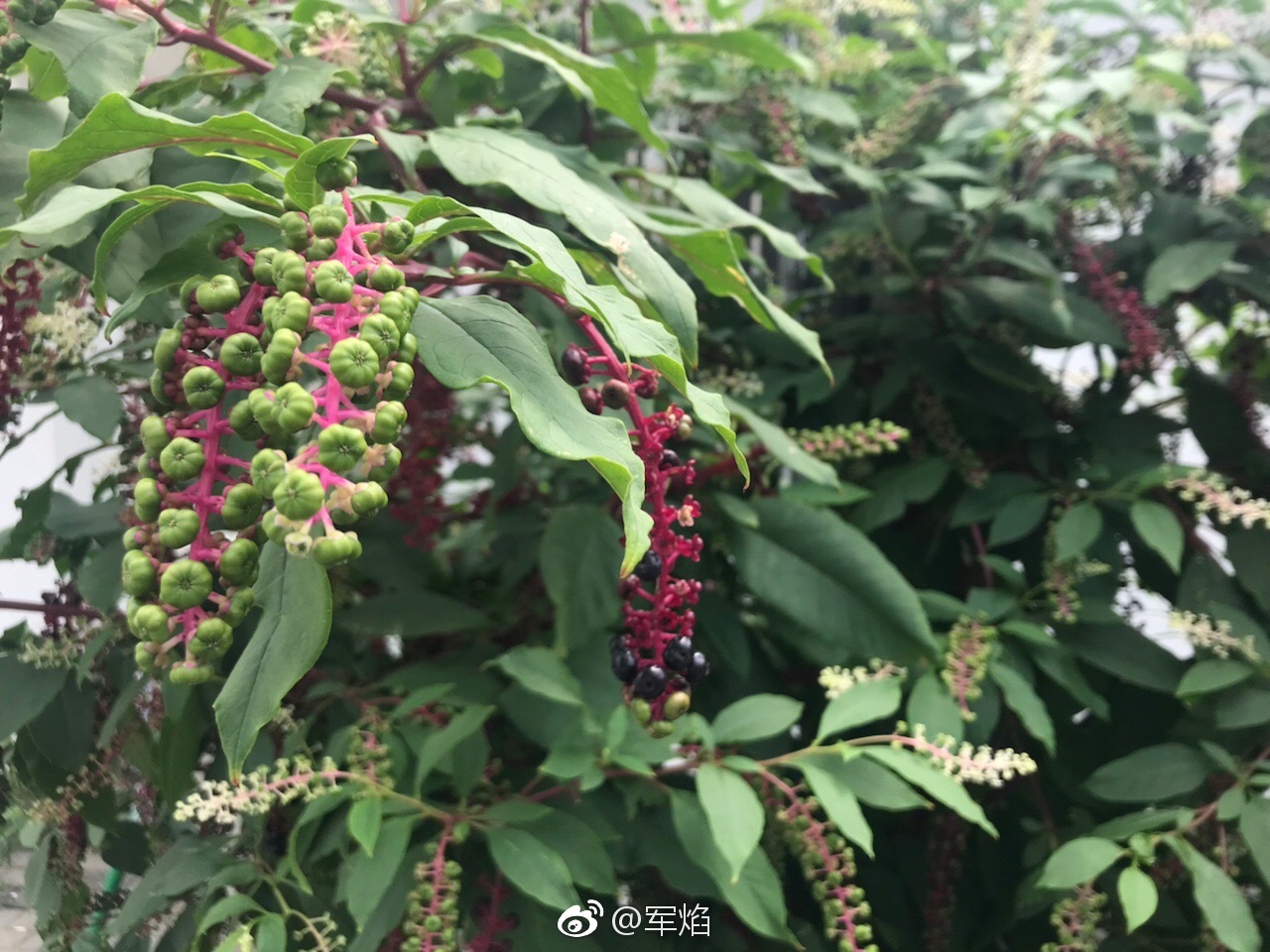 工作室门口一颗大商陆还挺好看的