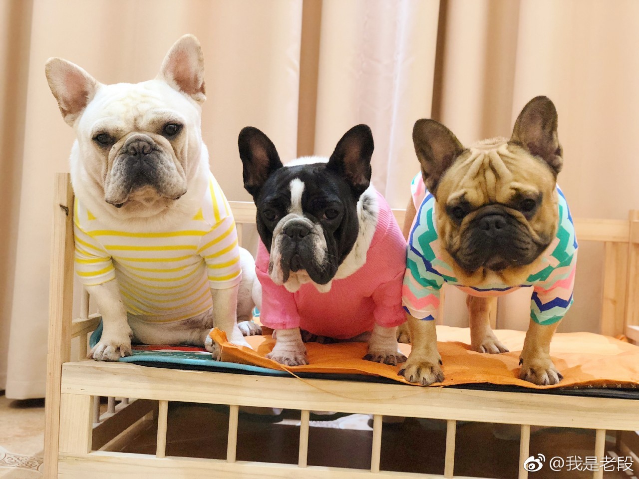 转发这三只锦猪,保证你十月笑口常开,心想事成