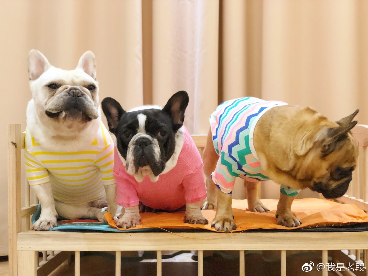 转发这三只锦猪,保证你十月笑口常开,心想事成