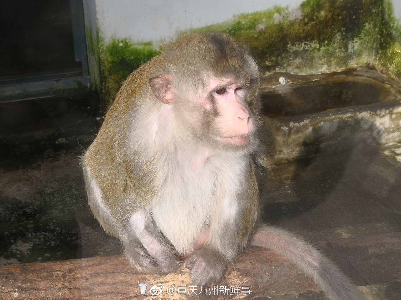 天气好,来西山公园动物园看点动物