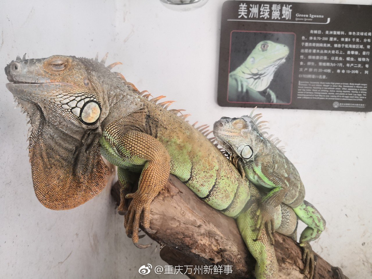 天气好,来西山公园动物园看点动物