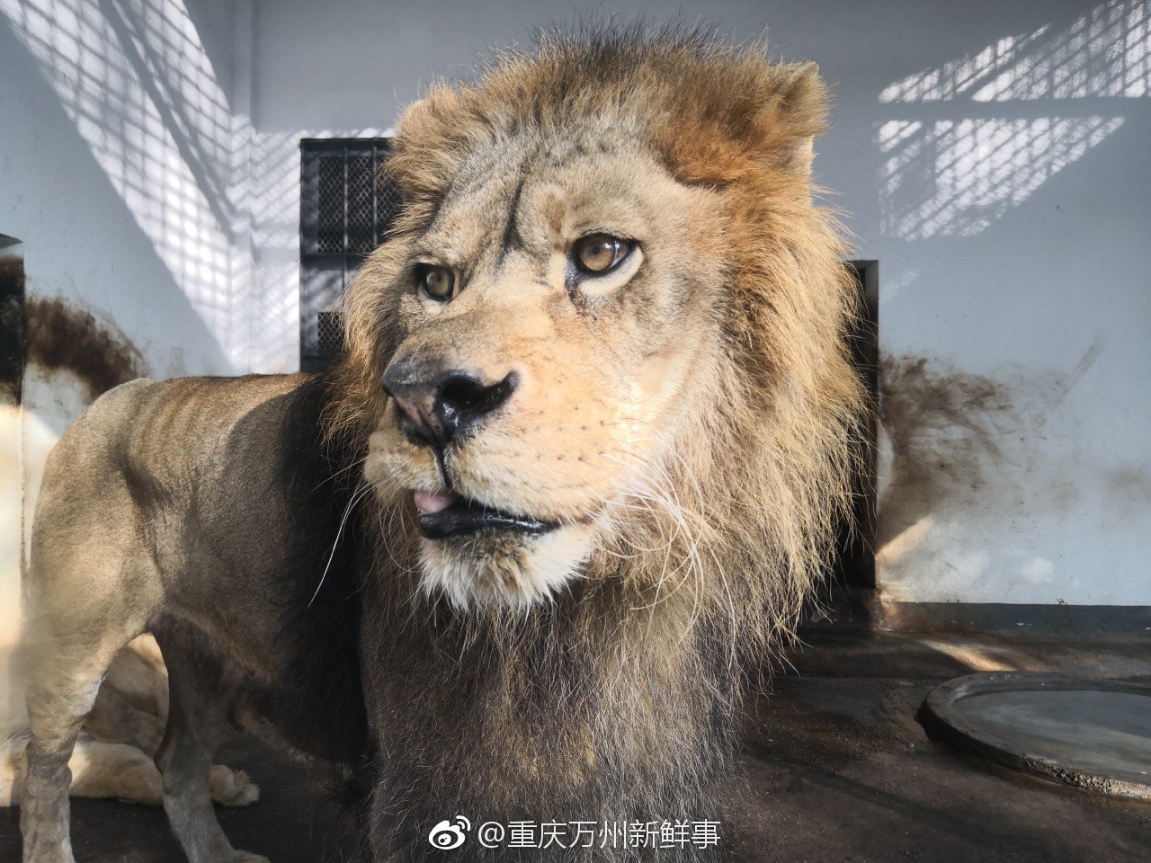 天气好,来西山公园动物园看点动物