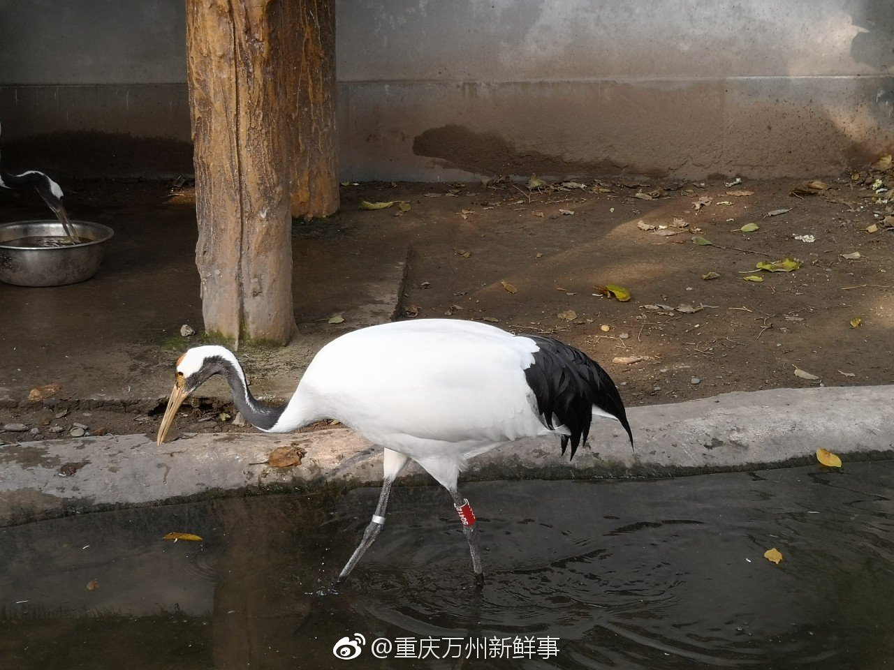 天气好,来西山公园动物园看点动物