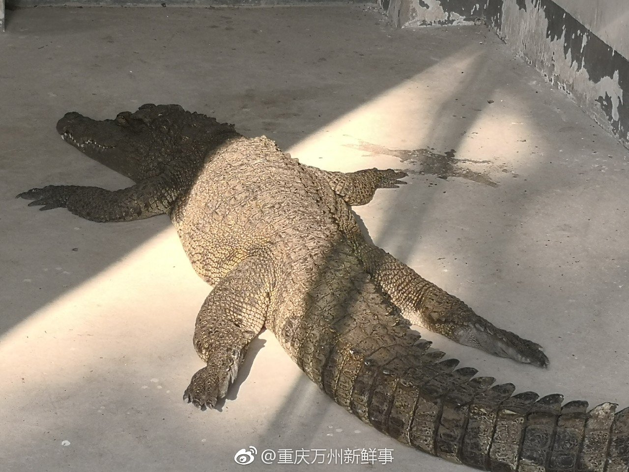 天气好,来西山公园动物园看点动物