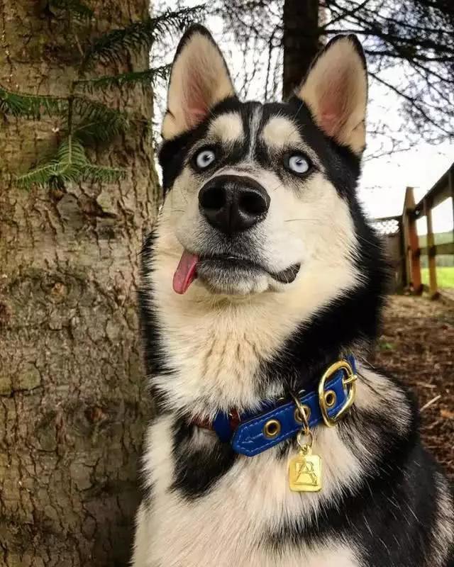 搞怪瞬间被主人拍下,看完这些照片,你再决定是否要养二哈