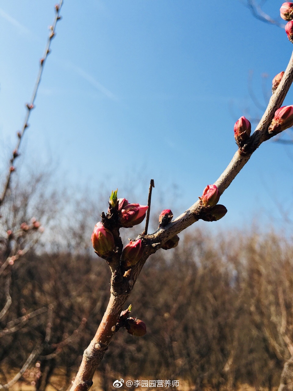 桃花姑娘羞答答林间老树发新芽