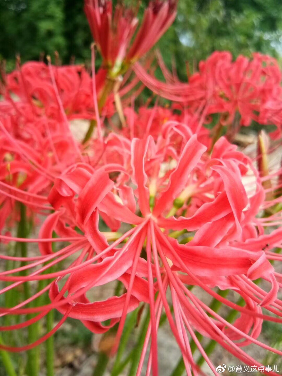 彼岸花,恶魔的温柔.民间传说中自愿投入地狱的花朵,被众魔遣回
