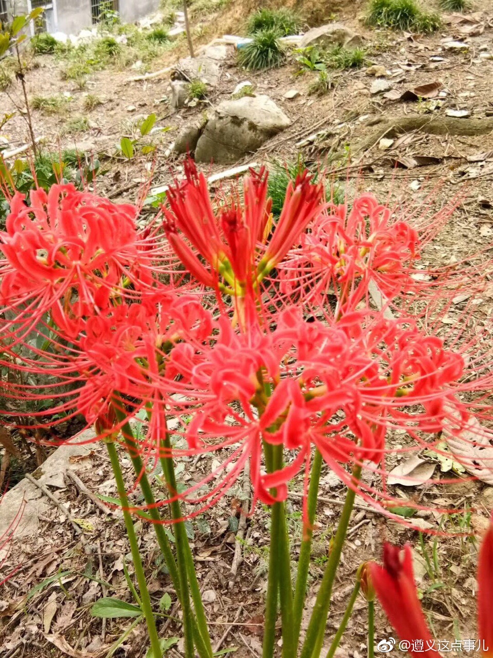 彼岸花,恶魔的温柔.民间传说中自愿投入地狱的花朵,被众魔遣回