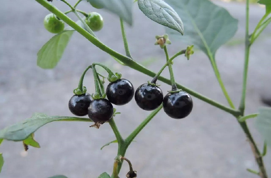 小时候常吃的野葡萄,还记得是啥味儿吗?现在农村娃都不敢吃了!