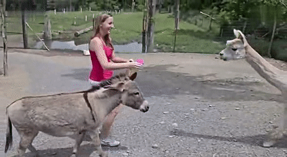 小驴就这么美滋滋地跟着美女走啊走,没想到半路杀出个草泥马,哦不