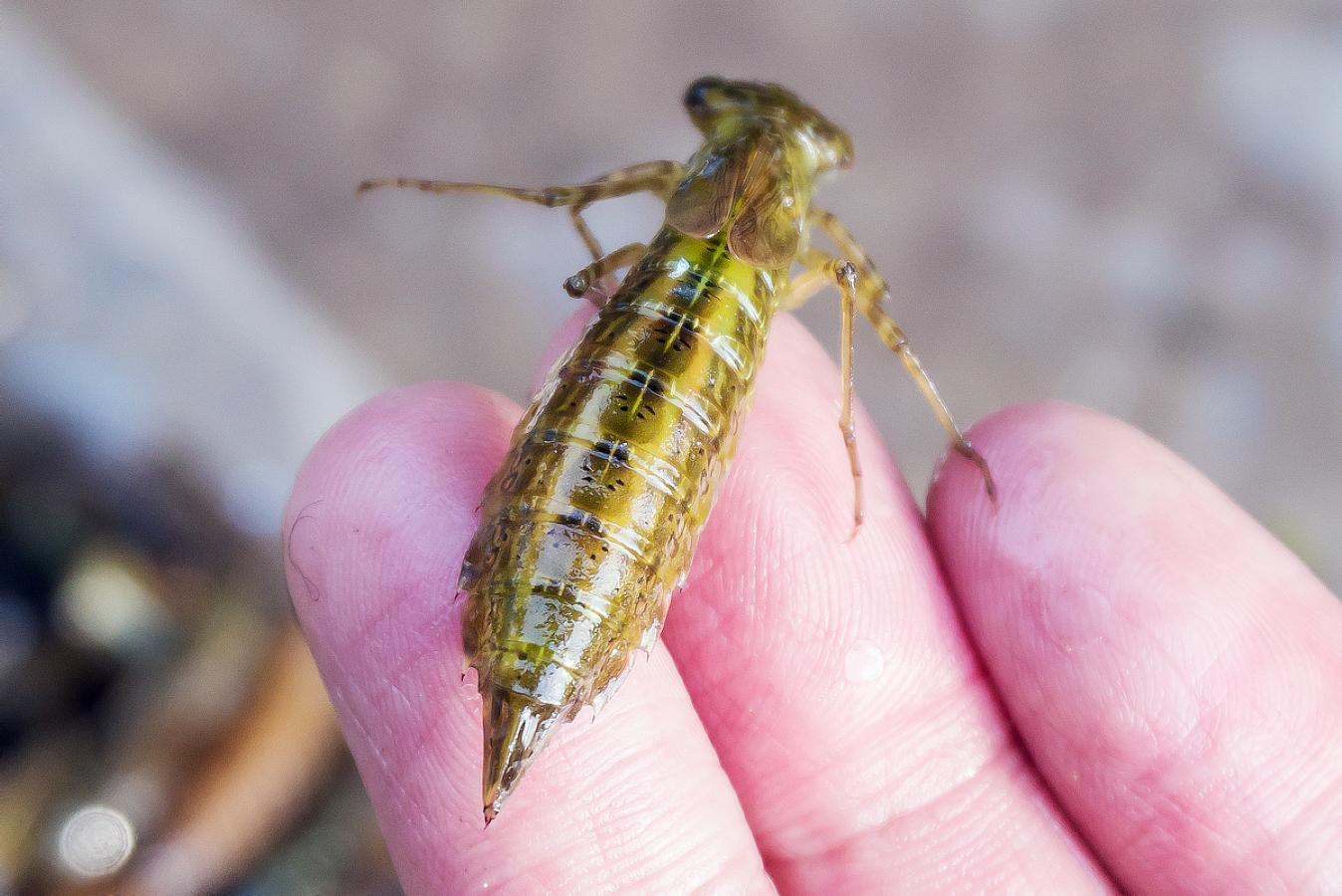 水蝎子又叫水蝉,学名水虿是蜻蜓的幼虫.