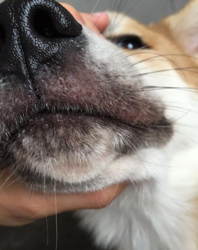 宠物狗嘴巴红肿,跟着我学能省几千元