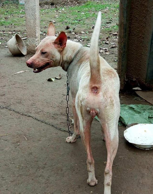 世界级的好猎犬数量奇少面临绝种,它的名字叫做中华箭毛犬!