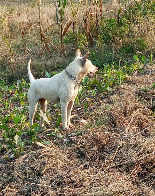 世界级的好猎犬数量奇少面临绝种,它的名字叫做中华箭毛犬!