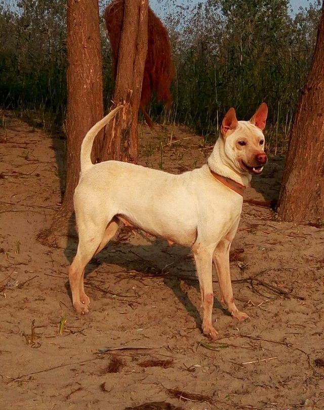 箭毛犬是属于我们湖北有名的原生本土犬种从颜色可分为棕色,黑色和