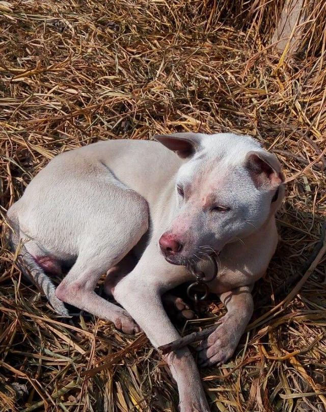 世界级的好猎犬数量奇少面临绝种,它的名字叫做中华箭毛犬!