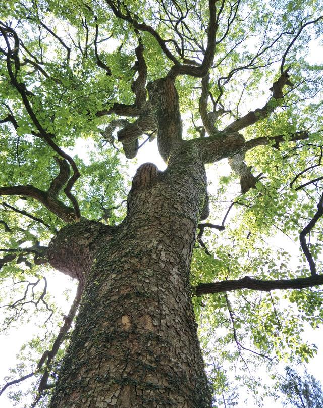你有没有因为一棵树爱上一座城市?