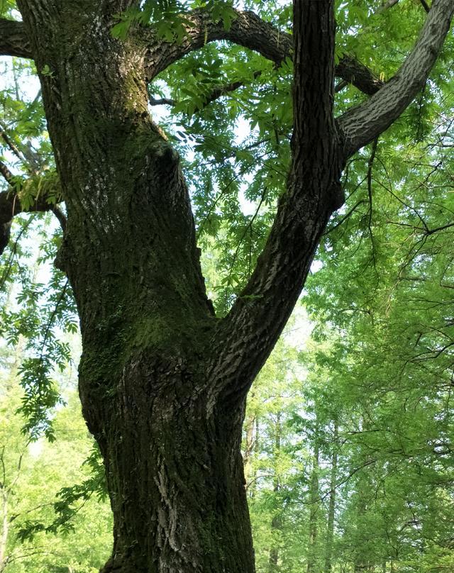 你有没有因为一棵树爱上一座城市?