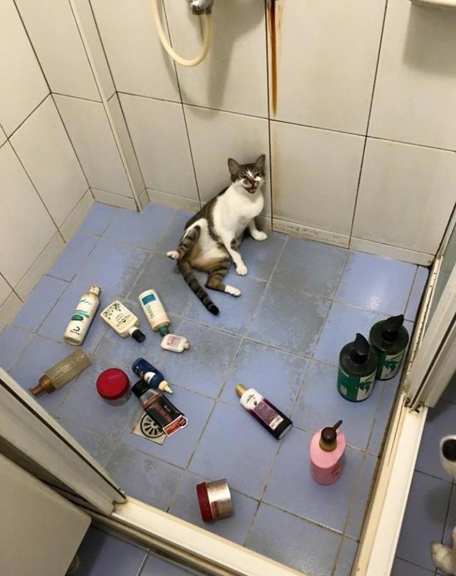 喵星人在浴室捣乱把东西都搞翻了,被抓现行后这表情简直吊炸天
