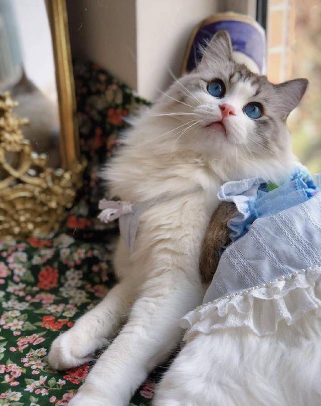 这是我见过最美的布偶猫!颜值逆天主人却说是它是公的,你信吗?