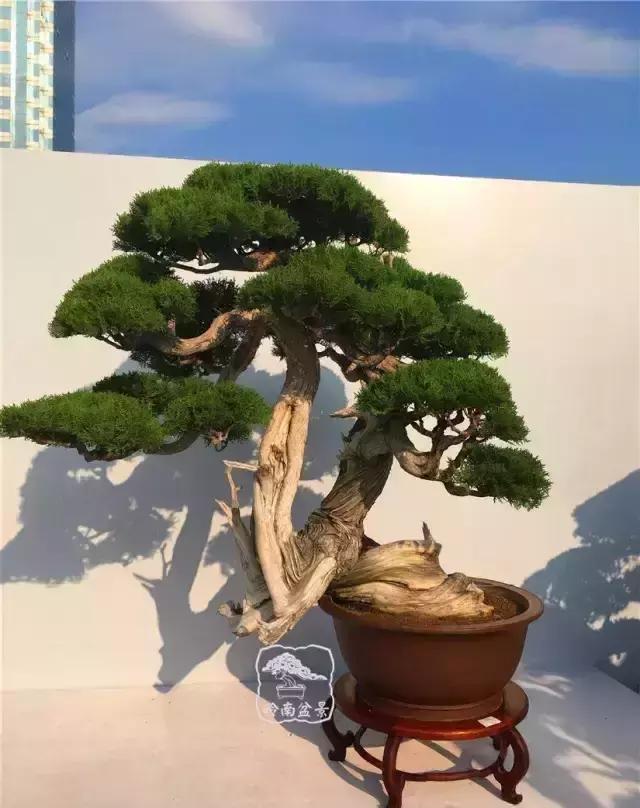 柏树盆景精品欣赏吴风越韵一首首生命的交响乐章