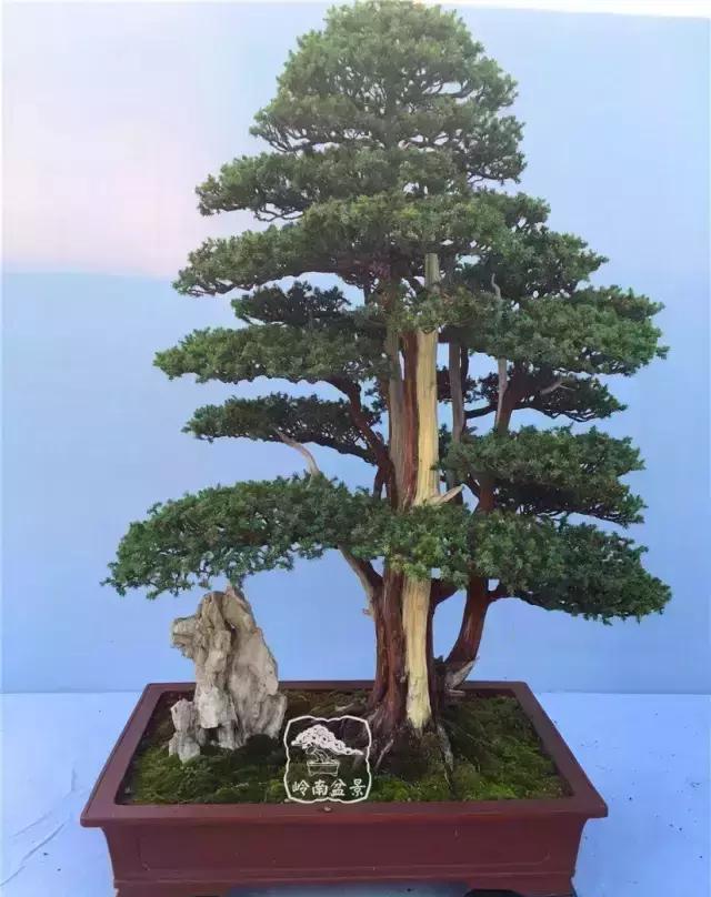 柏树盆景精品欣赏吴风越韵一首首生命的交响乐章