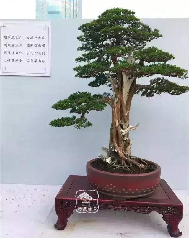 柏树盆景精品欣赏吴风越韵一首首生命的交响乐章