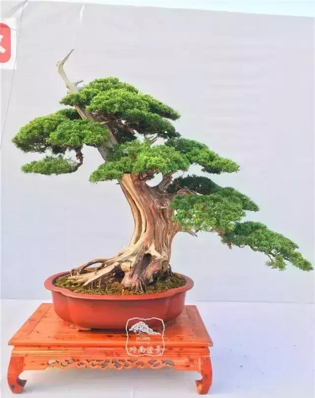 柏树盆景精品欣赏吴风越韵一首首生命的交响乐章