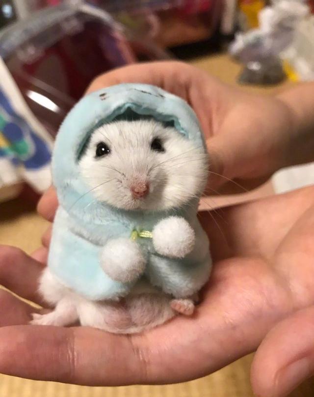 一网友给家里小仓鼠做的衣服,穿上后本鼠就是唯一的小公举!