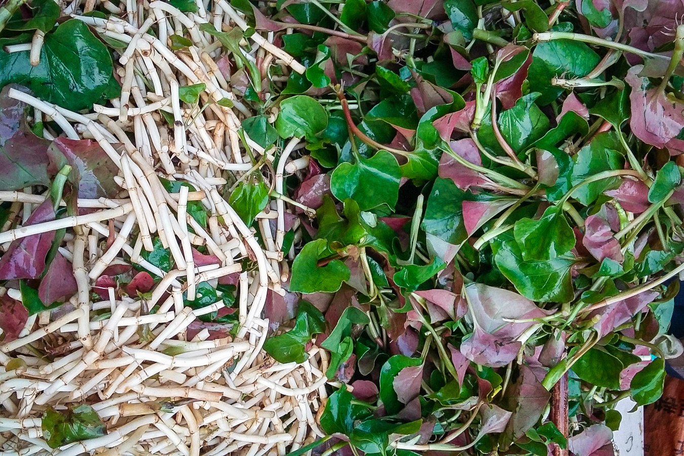 鱼腥草吃了到底有什么用这么多人喜欢吃