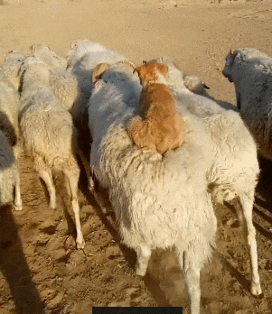 带狗子上山放羊,非常经典的文章,不看后悔