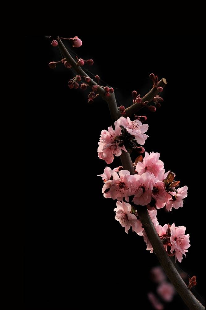 驿寄梅花鱼传尺素砌成此恨无重数