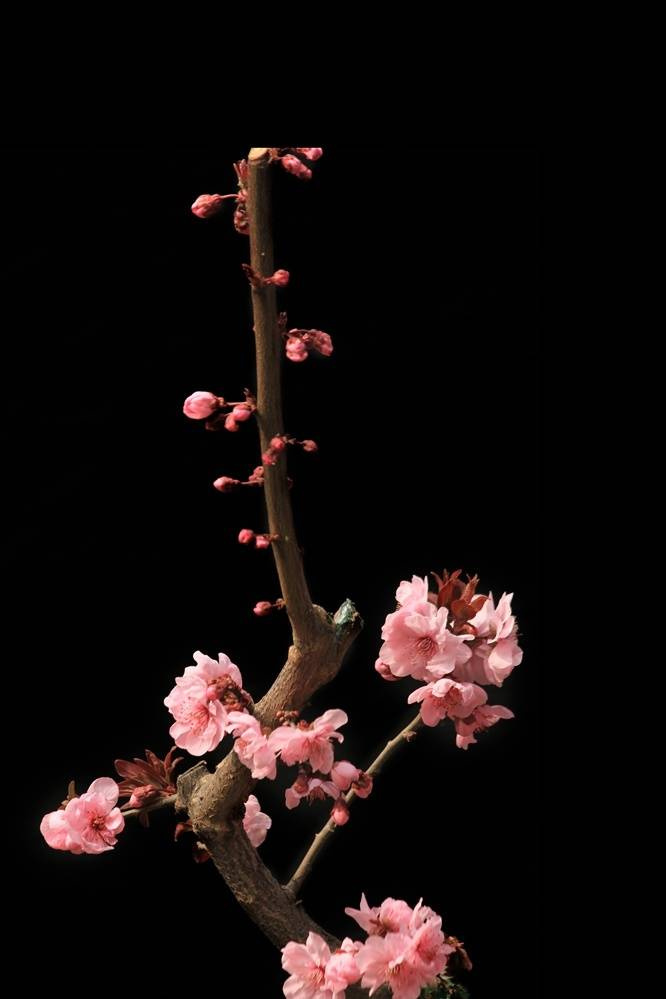 驿寄梅花鱼传尺素砌成此恨无重数