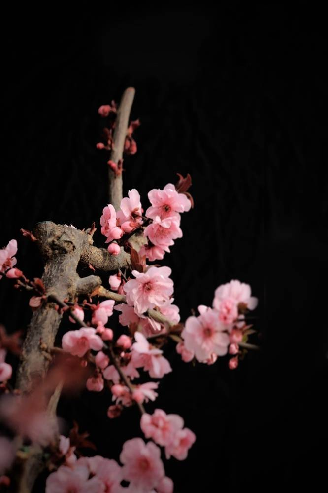 驿寄梅花鱼传尺素砌成此恨无重数