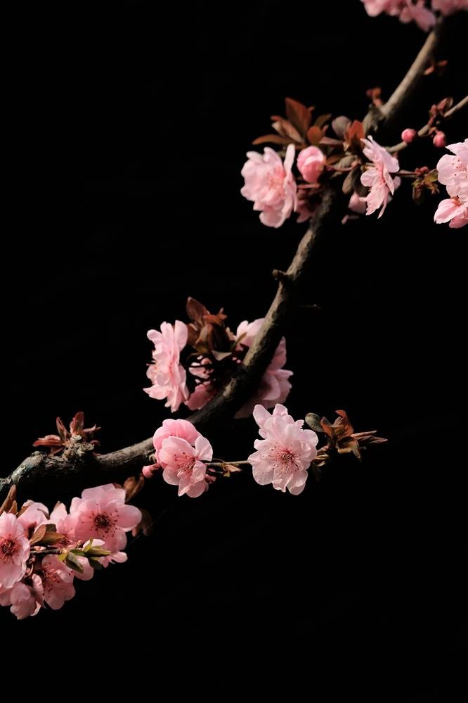 驿寄梅花鱼传尺素砌成此恨无重数