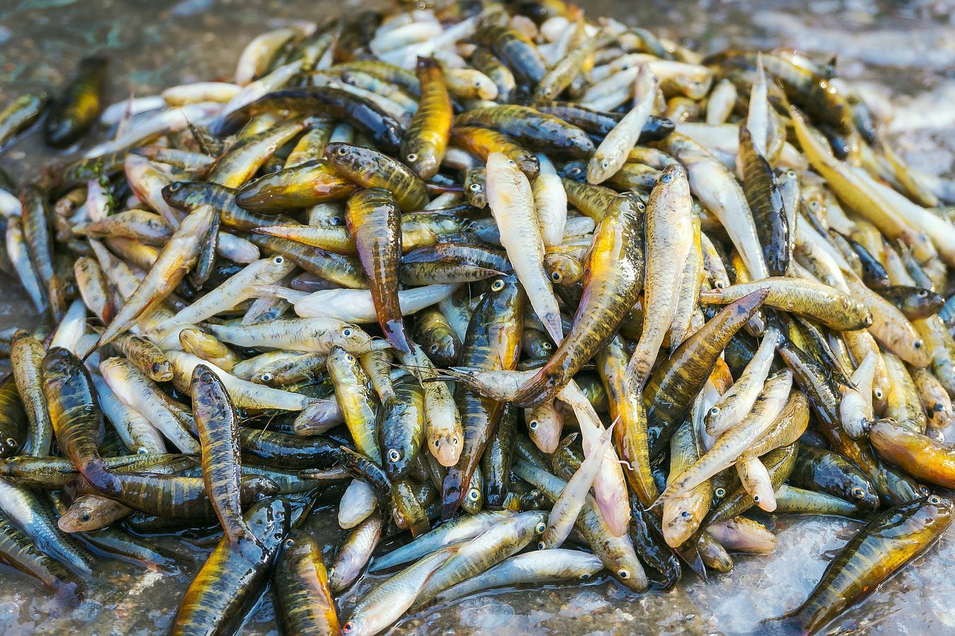 这一堆小野生鱼里有两种鱼,你看出来了吗?